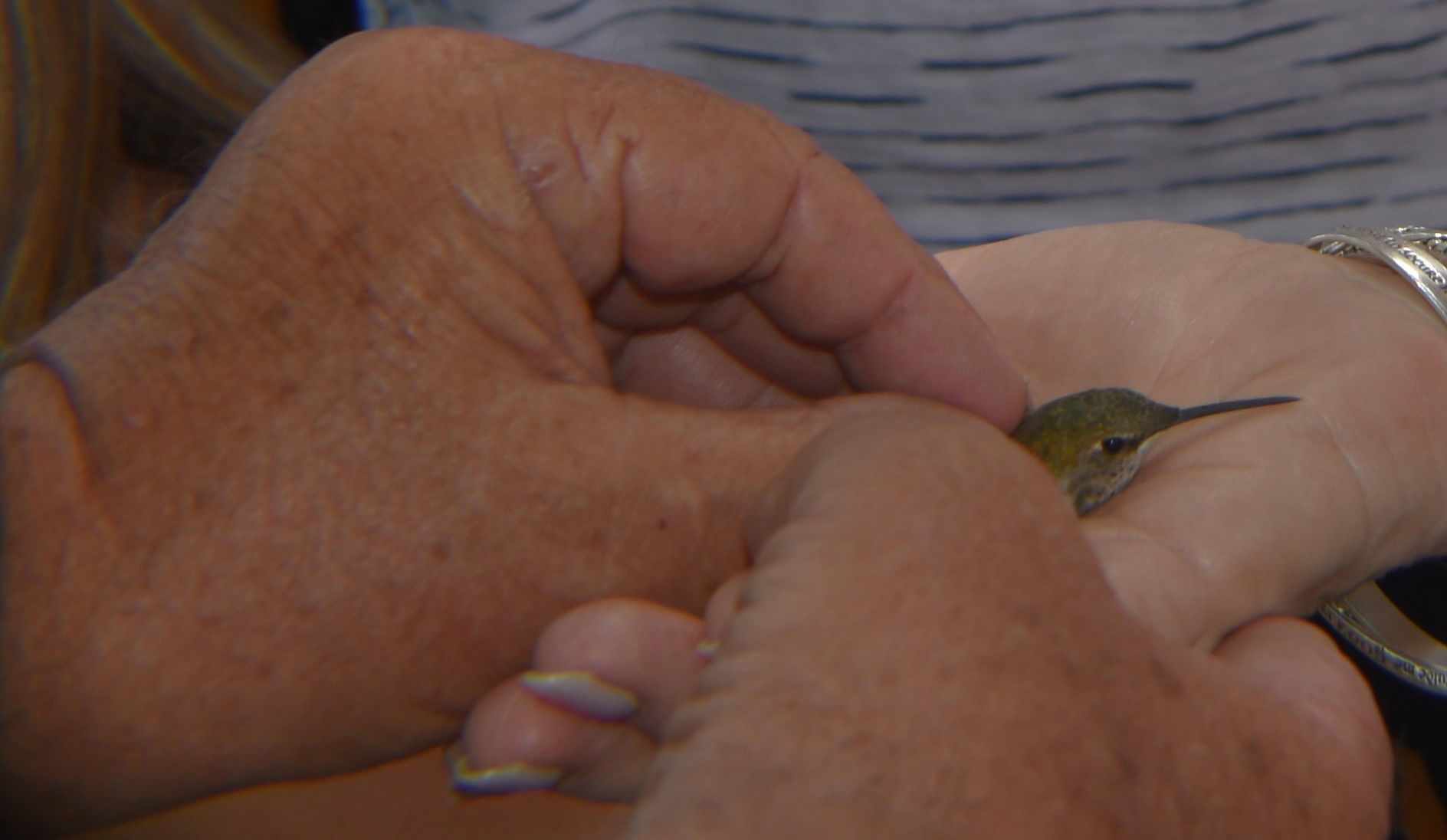 Annual hummingbird fest wows the crowd